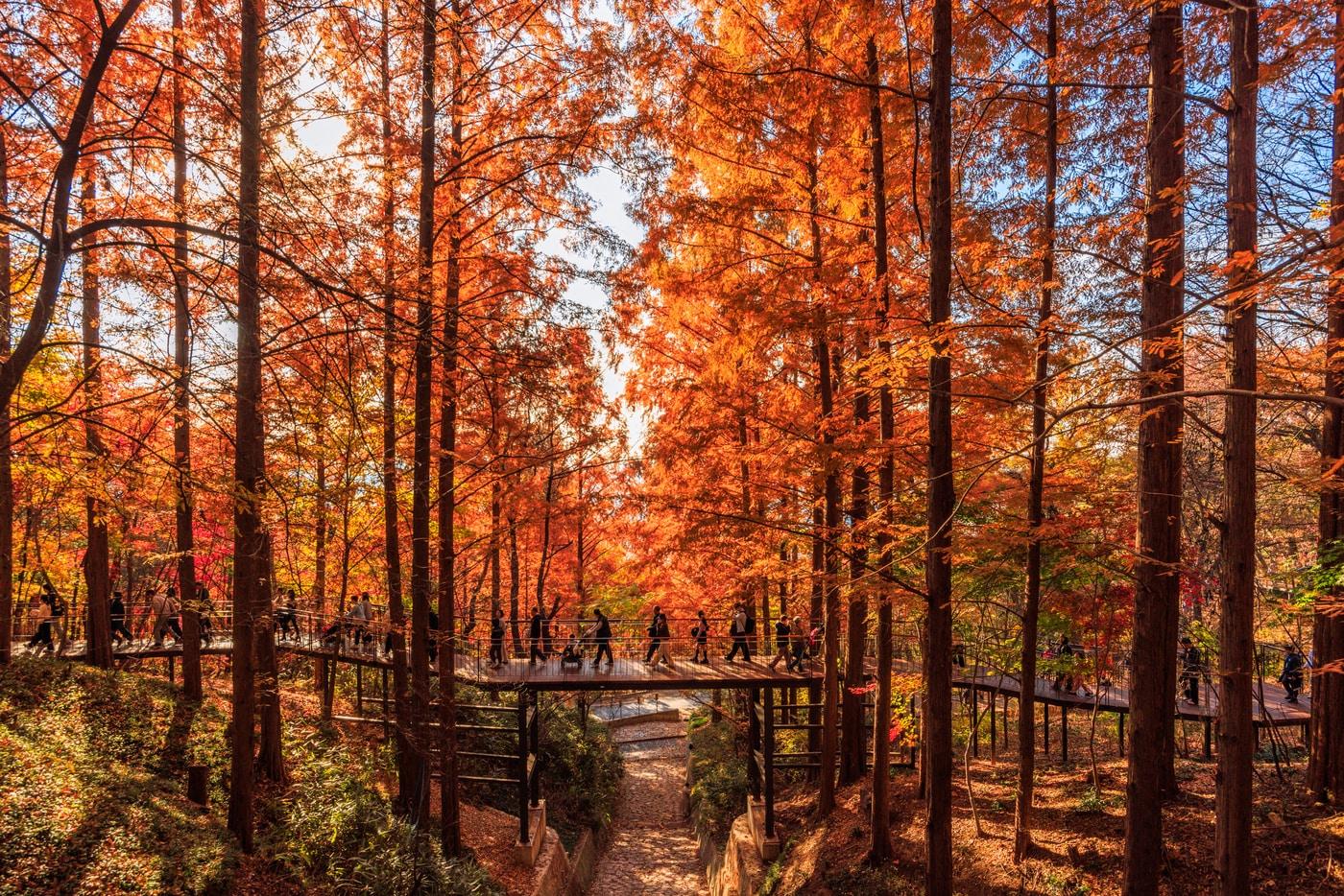 본문 이미지 - 남산 하늘숲길(서울시 제공)