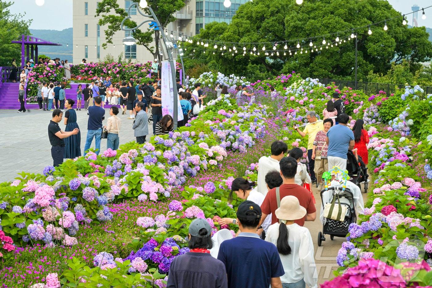 본문 이미지 - 울산 남구 장생포 고래문화마을 일대에서  '제4회 장생포 수국 페스티벌'이 열려 나들이객로 붐비고 있다.(울산 남구 제공. 재판매 및 DB금지) /뉴스1
