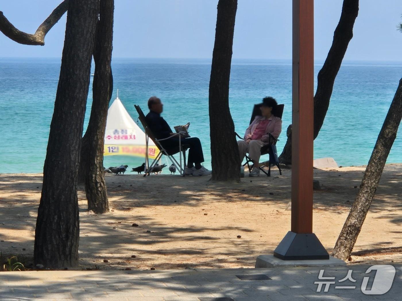 본문 이미지 - 16일 강원 강릉지역 대표 피서지인 송정해변 솔밭에 시민들이 솔바람을 쐬며 무더위를 피하고 있다. 2026.6.3/뉴스1 윤왕근 기자