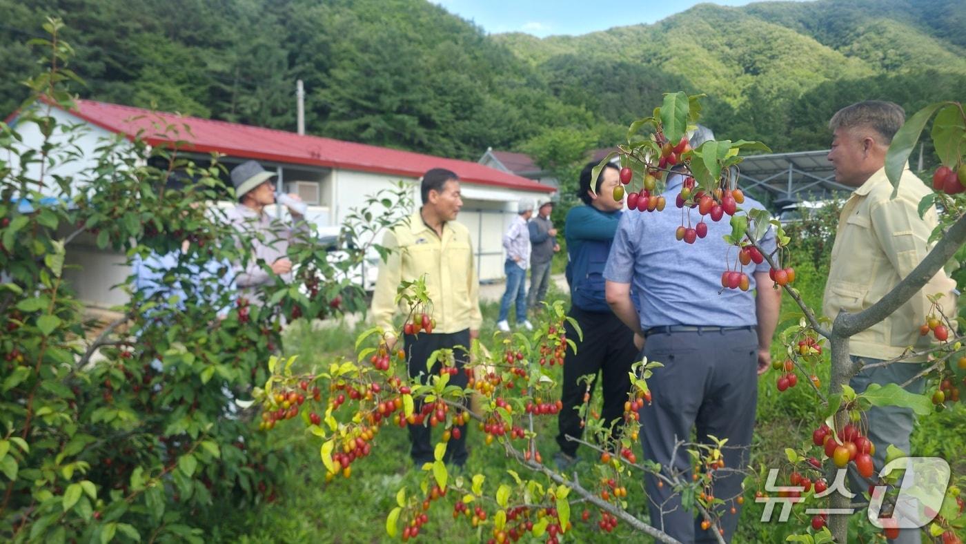 본문 이미지 - 16일 전춘성 전북 진안군수가 농업 현장을 방문해 가뭄 대책을 점검하고 있다.(진안군제공, 재판매 및 DB금지)2026.6.16/뉴스1 