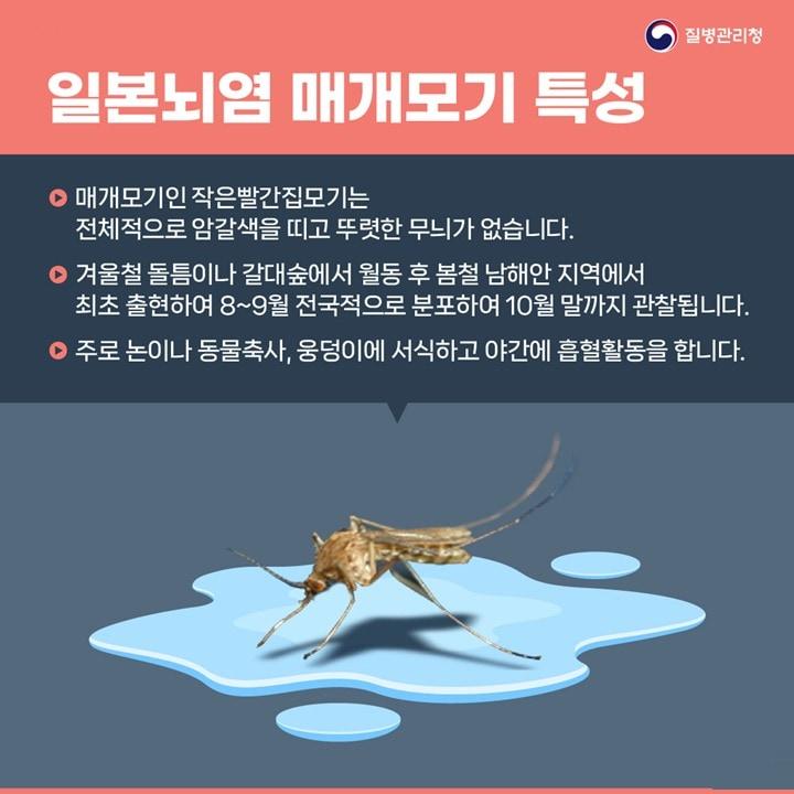 본문 이미지 - 일본뇌염 매개모기 특성.(질병관리청 제공)