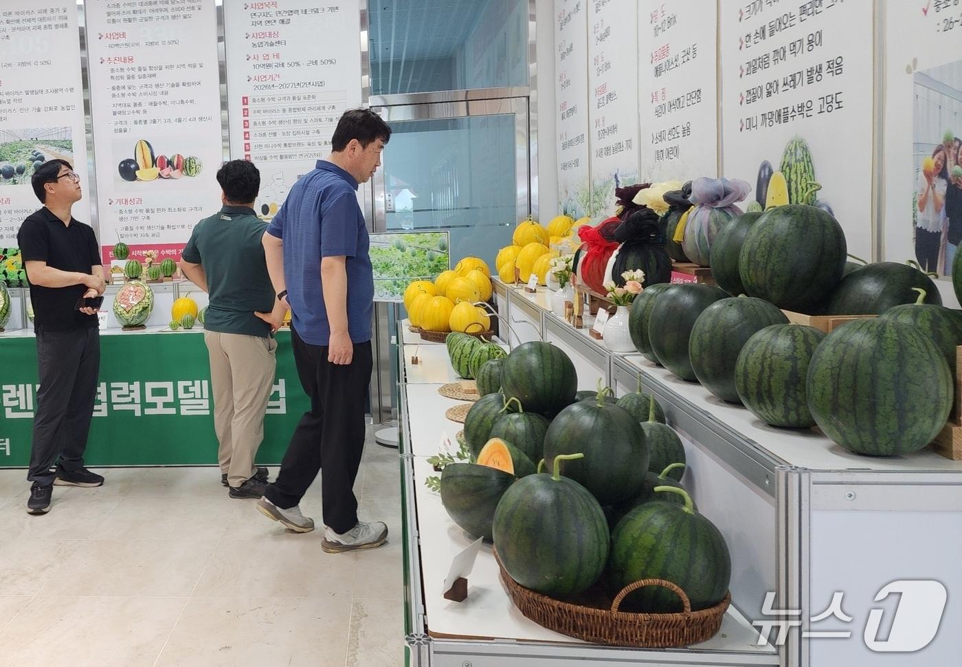 본문 이미지 - 진천군 중소형 수박 통합브랜드 '소괴담' 전시회 둘러보는 관람객.(진천군 제공. 재판매 및 DB금지)/뉴스1