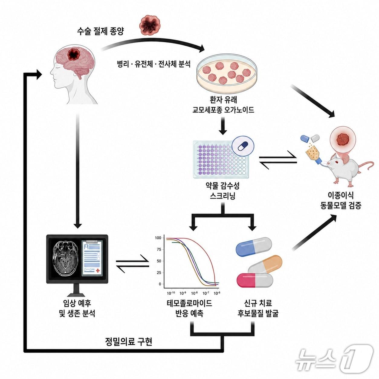 본문 이미지 - 환자 유래 교모세포종 오가노이드를 이용한 항암제 신속 감수성 검사 및 신약 개발 과정(윤기준 KAIST 교수 제공) /뉴스1
