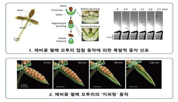 본문 이미지 - 제비꽃 열매 꼬투리가 마르며 접히는 과정에서 씨앗을 하나씩 순차적으로 튕겨내는 모습. 연구팀은 이 같은 '지퍼링' 동작이 꼬투리의 반원형 구조와 얇은 막을 통해 힘을 특정 지점에 집중시키는 원리로 구현된다고 밝혔다. (현유봉 서울대 교수 제공) 