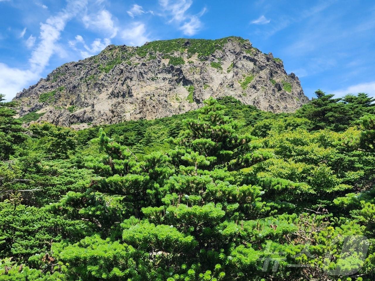 본문 이미지 - 한라산 구상나무.(제주특별자치도 제공, 재판매 및 DB 금지)