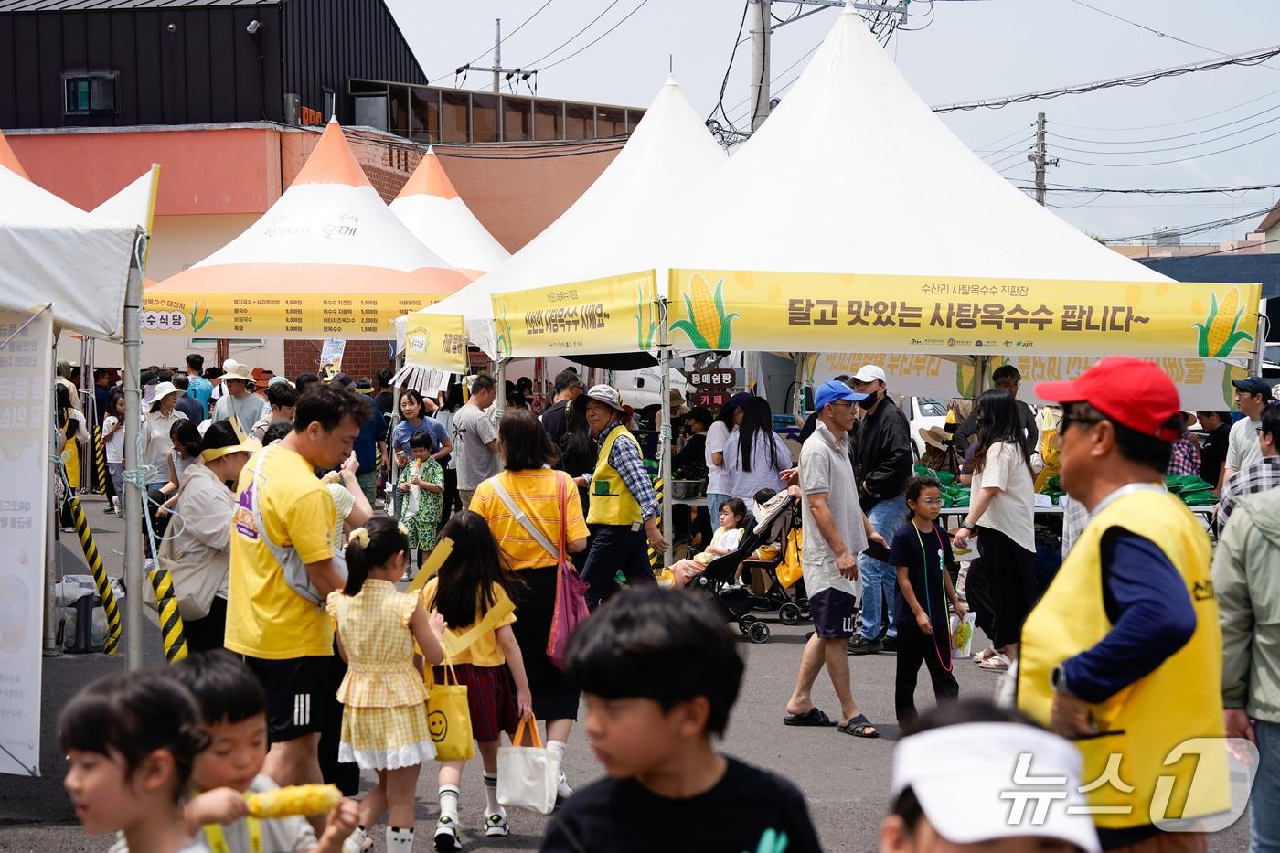 본문 이미지 - 지난 13~14일 제주시 애월읍 수산리에서 열린 '2026 수산리 사탕옥수수 대잔치'.(제주관광공사 제공. 재판매 및 DB 금지)