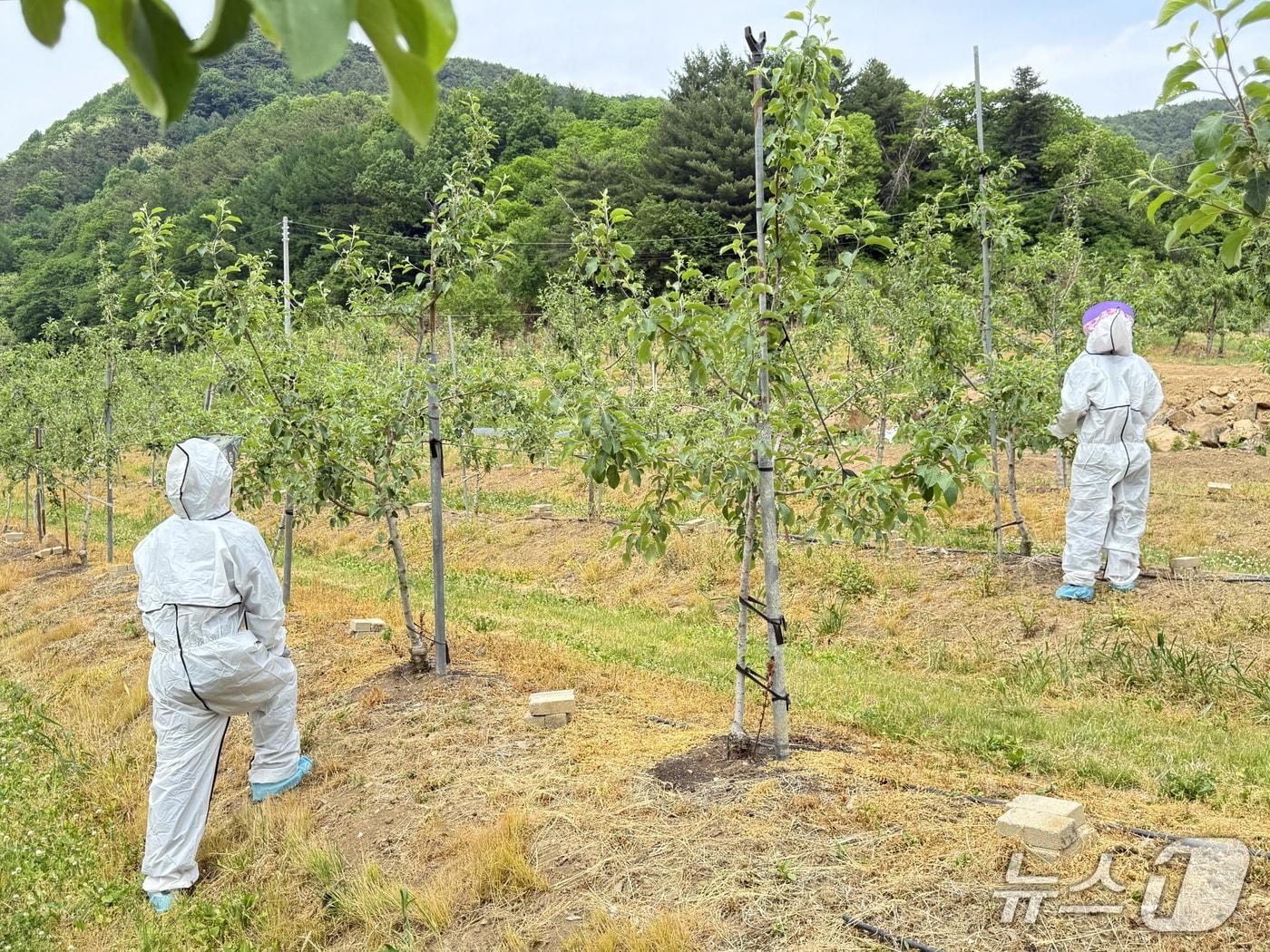 본문 이미지 - 과수화상병 정밀 예찰 장면.(보은군 제공. 재판매 및 DB금지)/뉴스1 