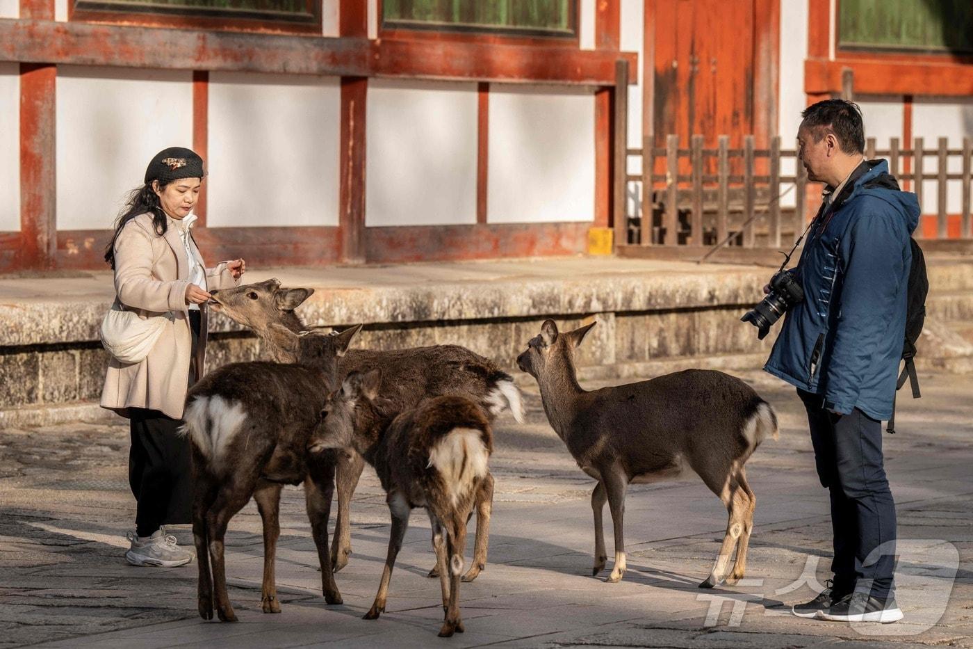 본문 이미지 - 일본 나라ⓒ AFP=뉴스1
