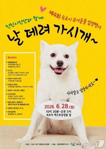 본문 이미지 - 변경된 속초 유기동물입양행사 홍보물.(속초시 제공, 재판매 및 DB 금지) 2026.6.19/뉴스1