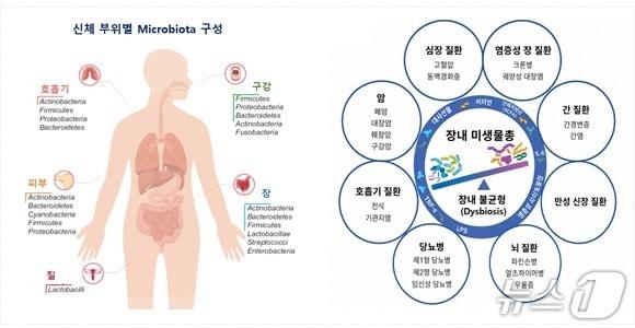 본문 이미지 - 마이크로바이옴의 활용 분야.(질병관리청 제공)