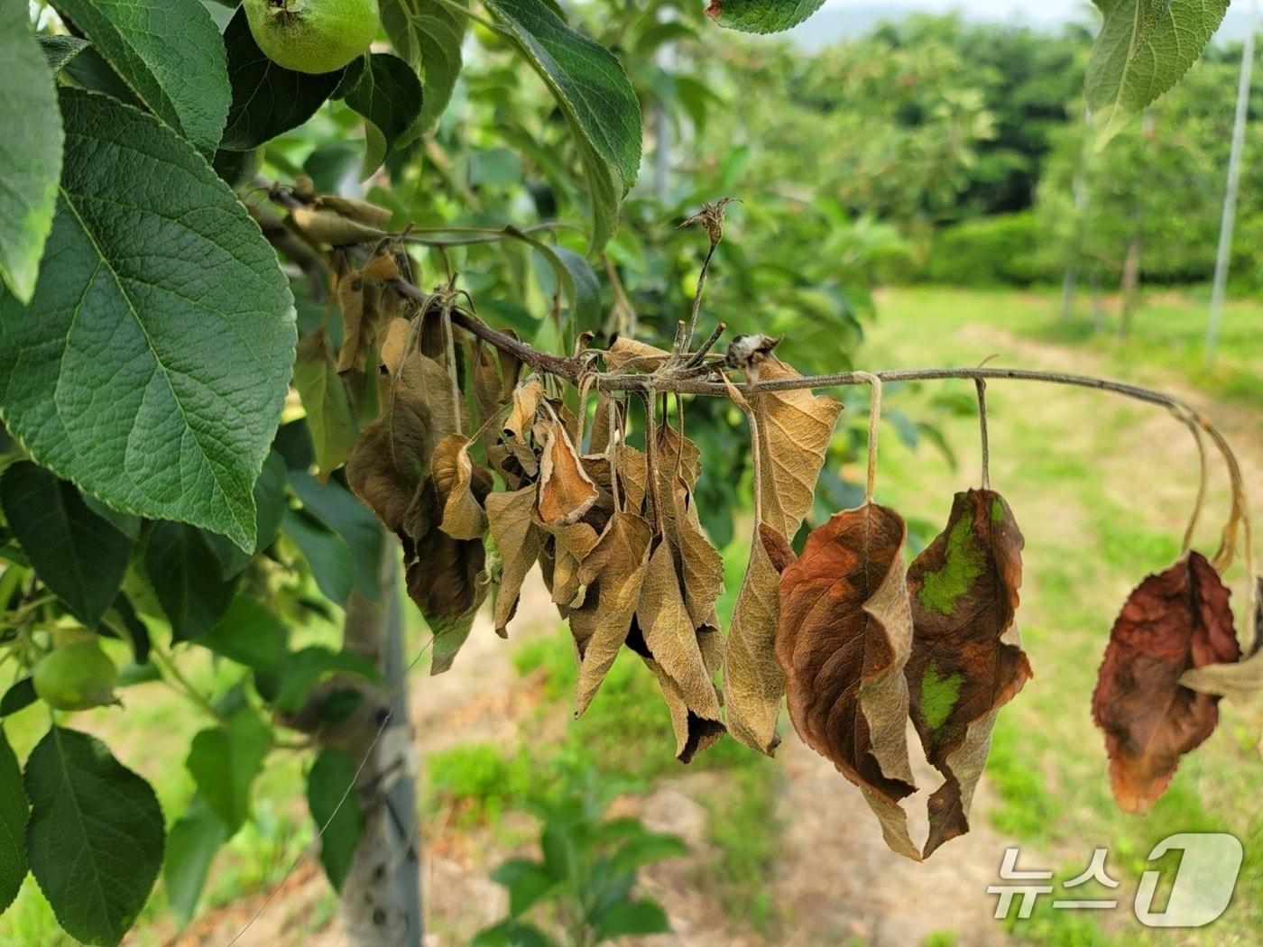 본문 이미지 - 과수화상병에 감염된 사과나무의 잎이 흑갈색으로 말라죽어 있다. (경기도농업기술원 제공, 재판매 및 DB금지)