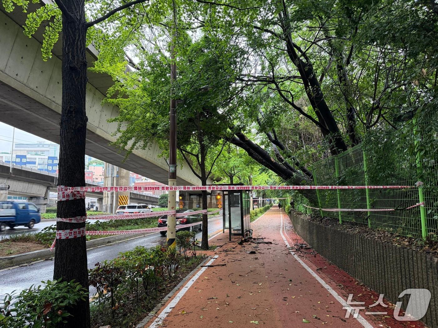 본문 이미지 - 부산진구 부암동 206-3 부근에서 강풍으로 나무가 쓰러진 사고 현장.(부산소방재난본부 제공. 재판매 및 DB금지)