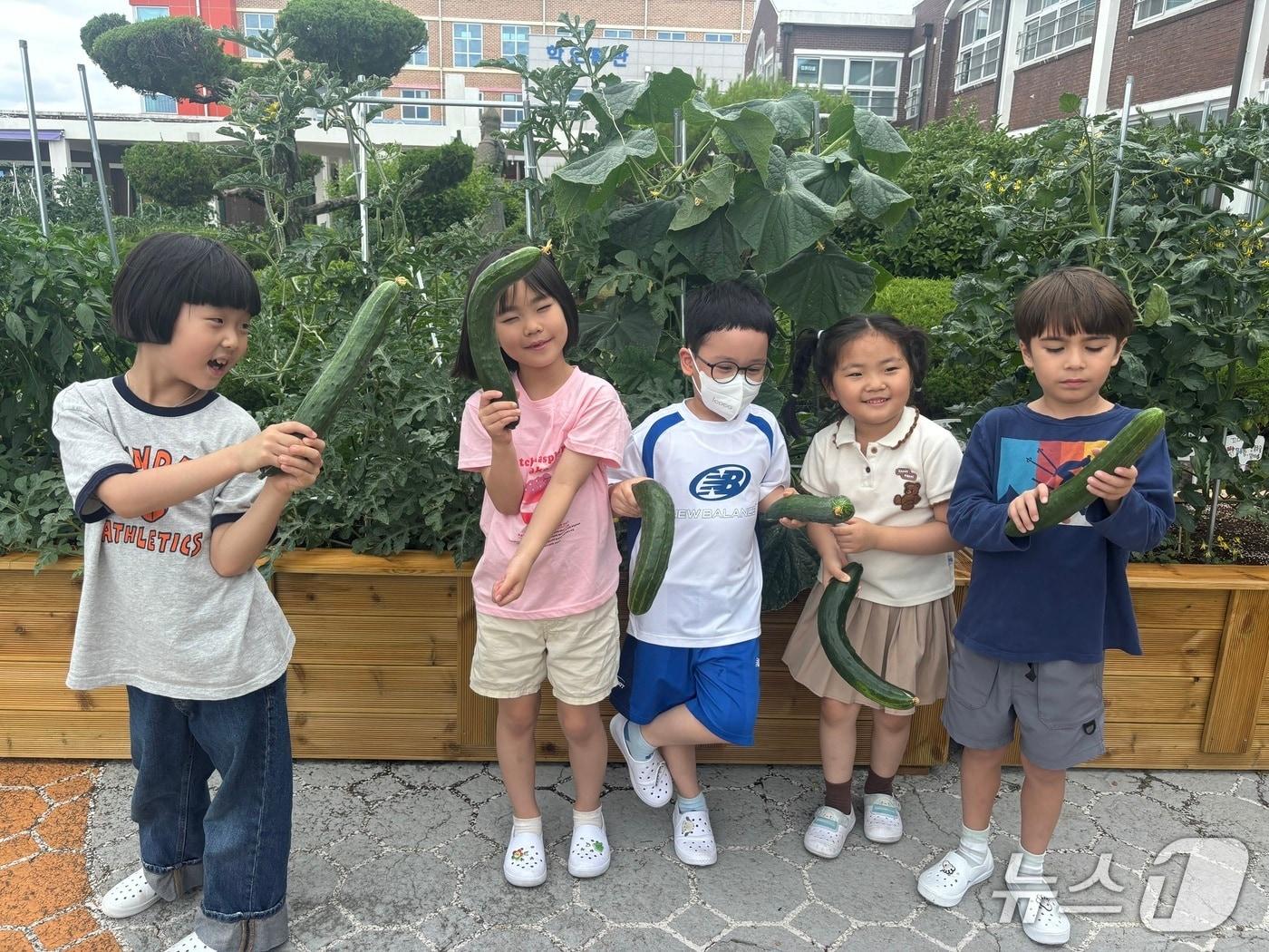 본문 이미지 - 텃밭 수확 체험에 나선 학생들 자신이 가꾼 오이를 들고 기뻐하고 있다. (광주 무학초등학교 제공,재판매 및 DB 금지)/뉴스1 