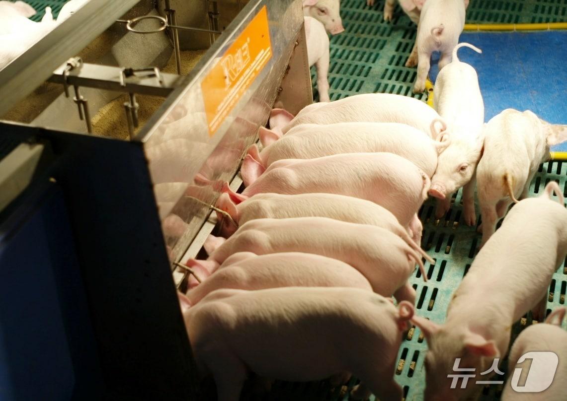 본문 이미지 - 농촌진흥청은 탄산수소나트륨 첨가와 펠릿 사료 급여가 어미돼지의 사료 섭취량을 높이고 새끼 돼지 성장 개선에도 효과가 있는 것으로 나타났다고 21일 밝혔다.(농진청 제공. 재판매 및 DB금지)2026.22/뉴스1