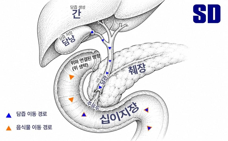 본문 이미지 - 십이지장으로 담즙이 흘러가는 경로(SD동물의료센터 제공) ⓒ 뉴스1