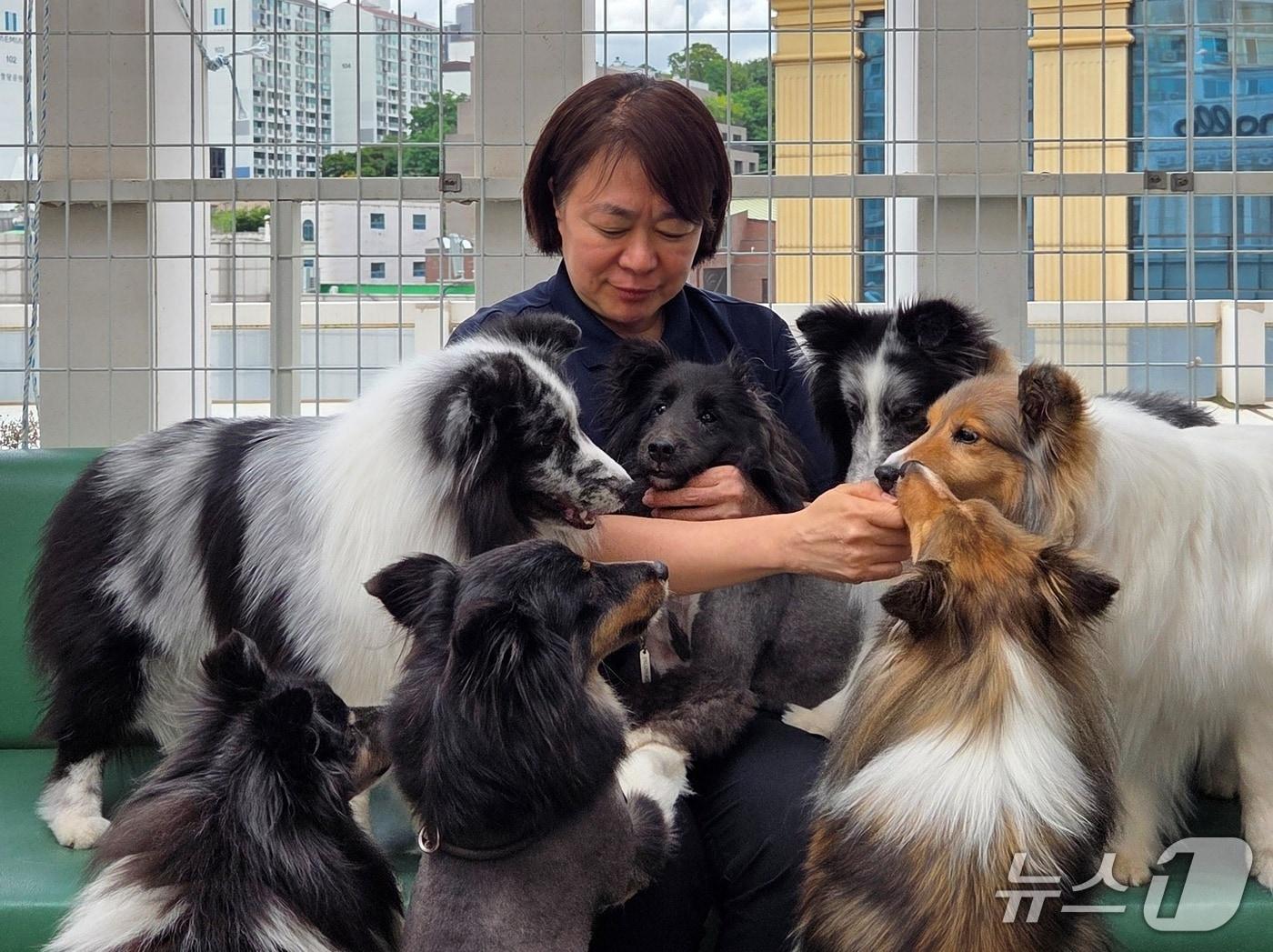 본문 이미지 - 침치료인증수의사 교육 중 쉬는 시간에 간식을 먹고 있는 강아지들 ⓒ 뉴스1