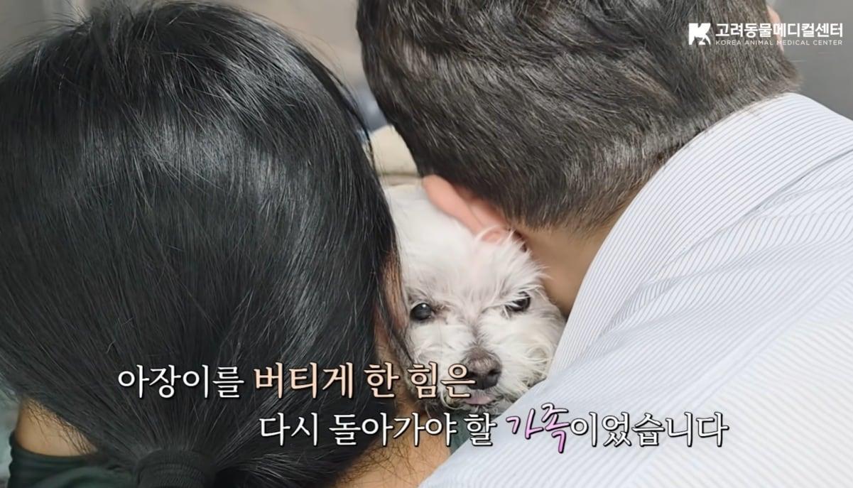 본문 이미지 - 장림프관확장증(PLE)으로 위급한 상황을 여러 차례 이겨낸 말티즈 '아장이'의 사연이 누리꾼들에게 감동을 주고 있다(고려동물메디컬센터 유튜브 갈무리).