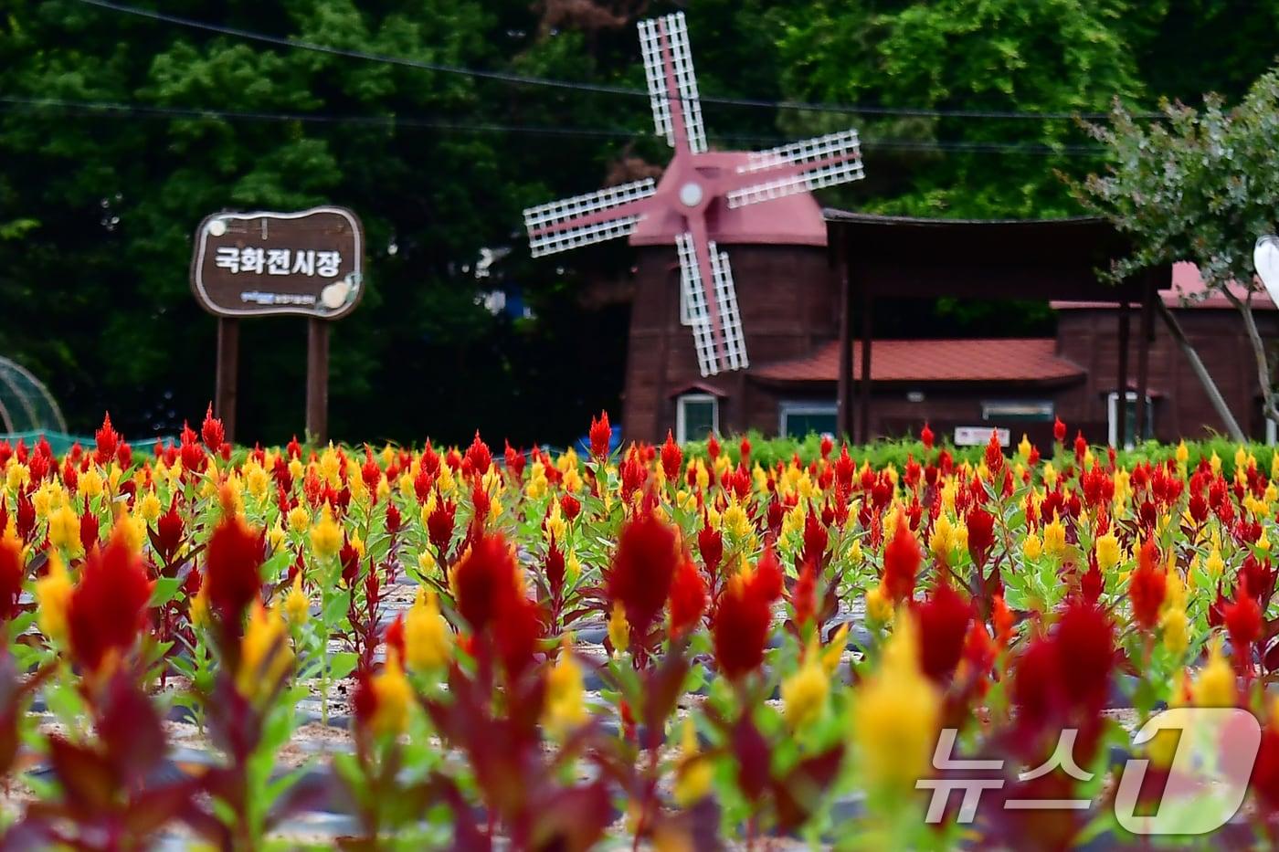 본문 이미지 - 24일 오전 경북 포항시 남구 상대동 뱃머리 국화 밭 한쪽에 촛불(불꽃)맨드라미가 곱게 피었다. 2026.6.24 ⓒ 뉴스1 최창호 기자