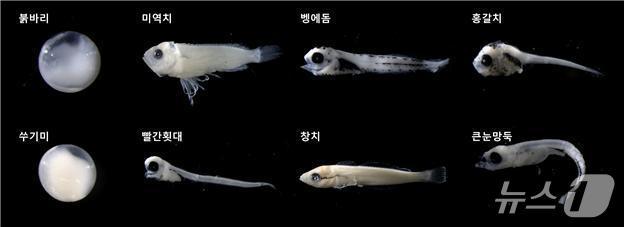 본문 이미지 - 지난해 울릉도·독도 주변 해역에서 새로 발견된 자치어 (수과원 제공. 재판매 및 DB금지)