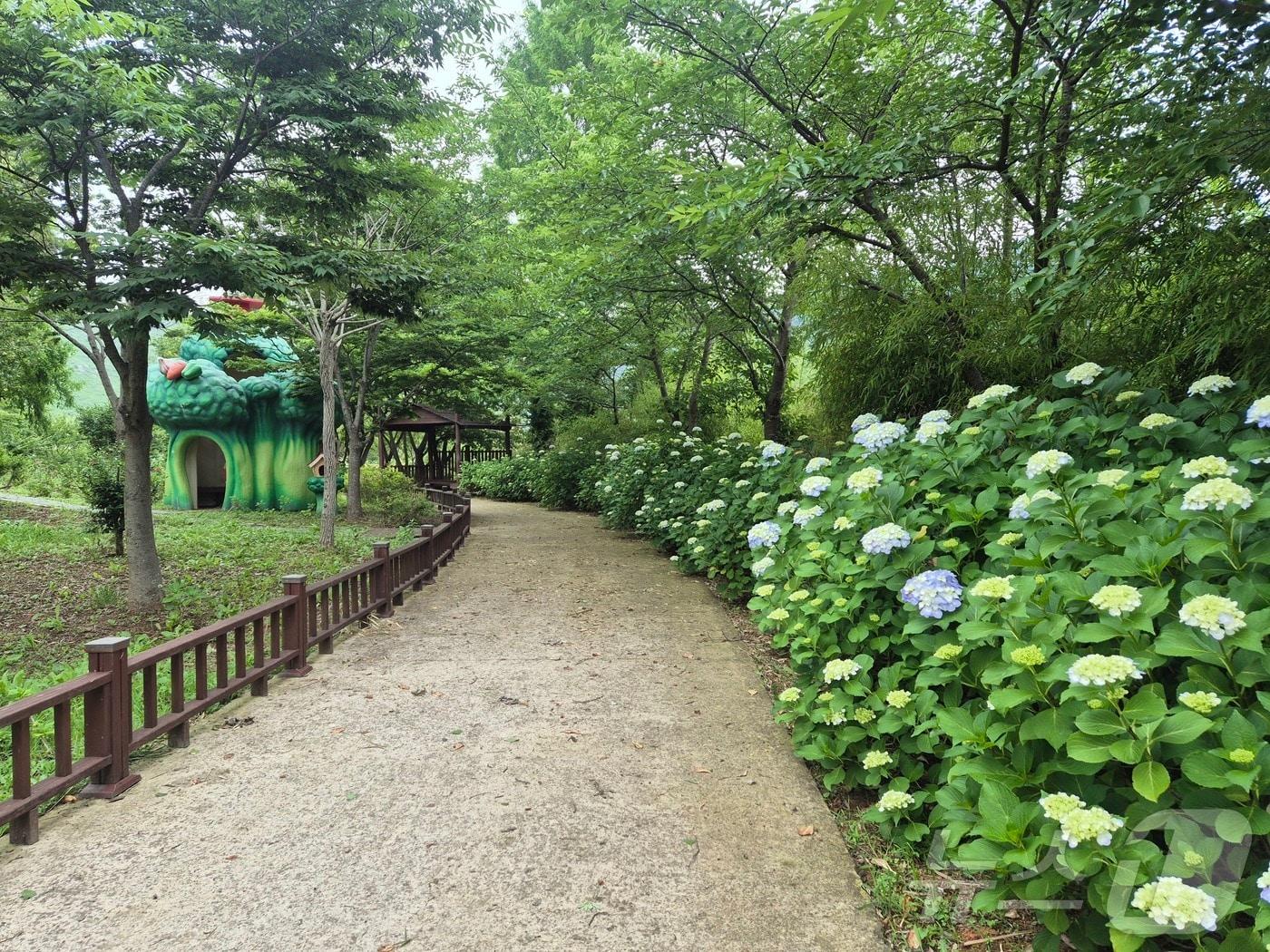 본문 이미지 - 전남 함평자연생태공원 수국이 개화했다.(함평군 제공. 재배포 및 DB 금지)