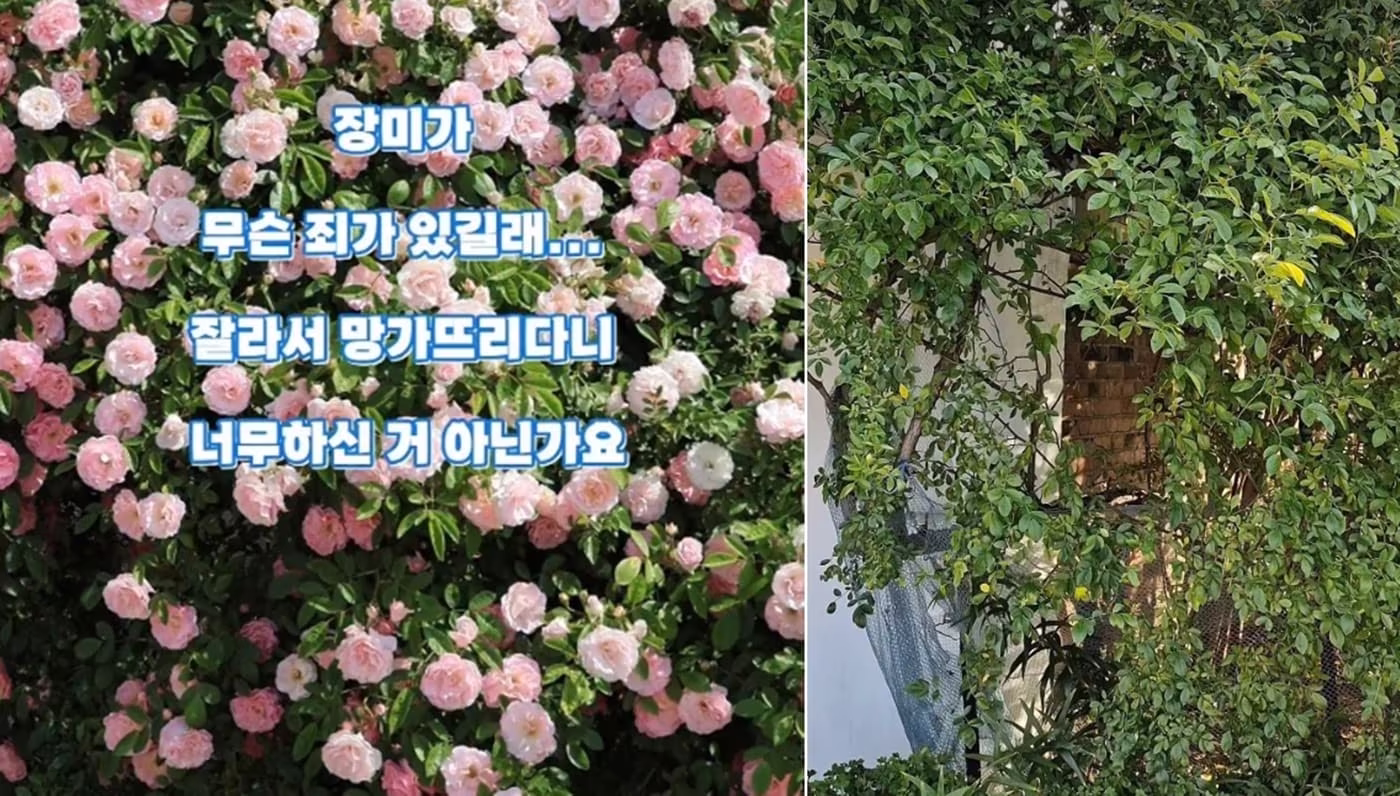 본문 이미지 - SNS '파란장미정원'