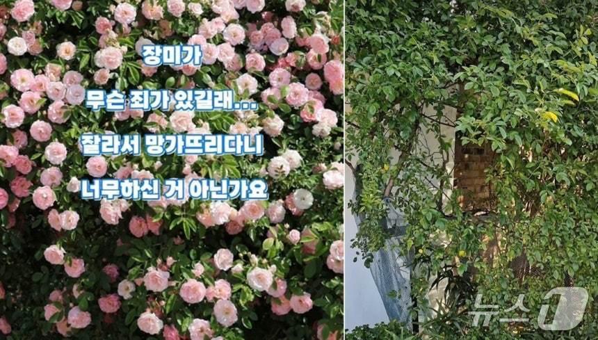 본문 이미지 - 피해 현장. (SNS '파란장미정원' 갈무리. 재판매 및 DB 금지) 2026.6.26/뉴스1