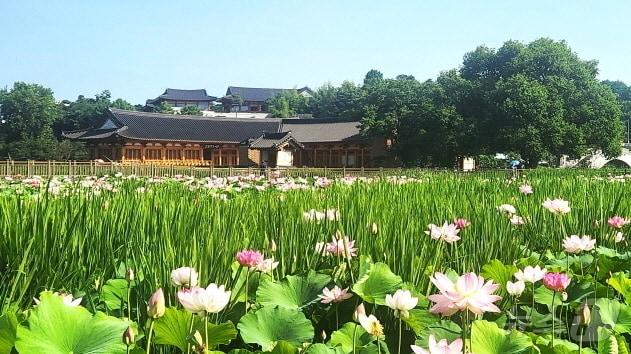본문 이미지 - 전주 덕진공원에 핀 연꽃. 2026.6.28 ⓒ 뉴스1 임충식 기자