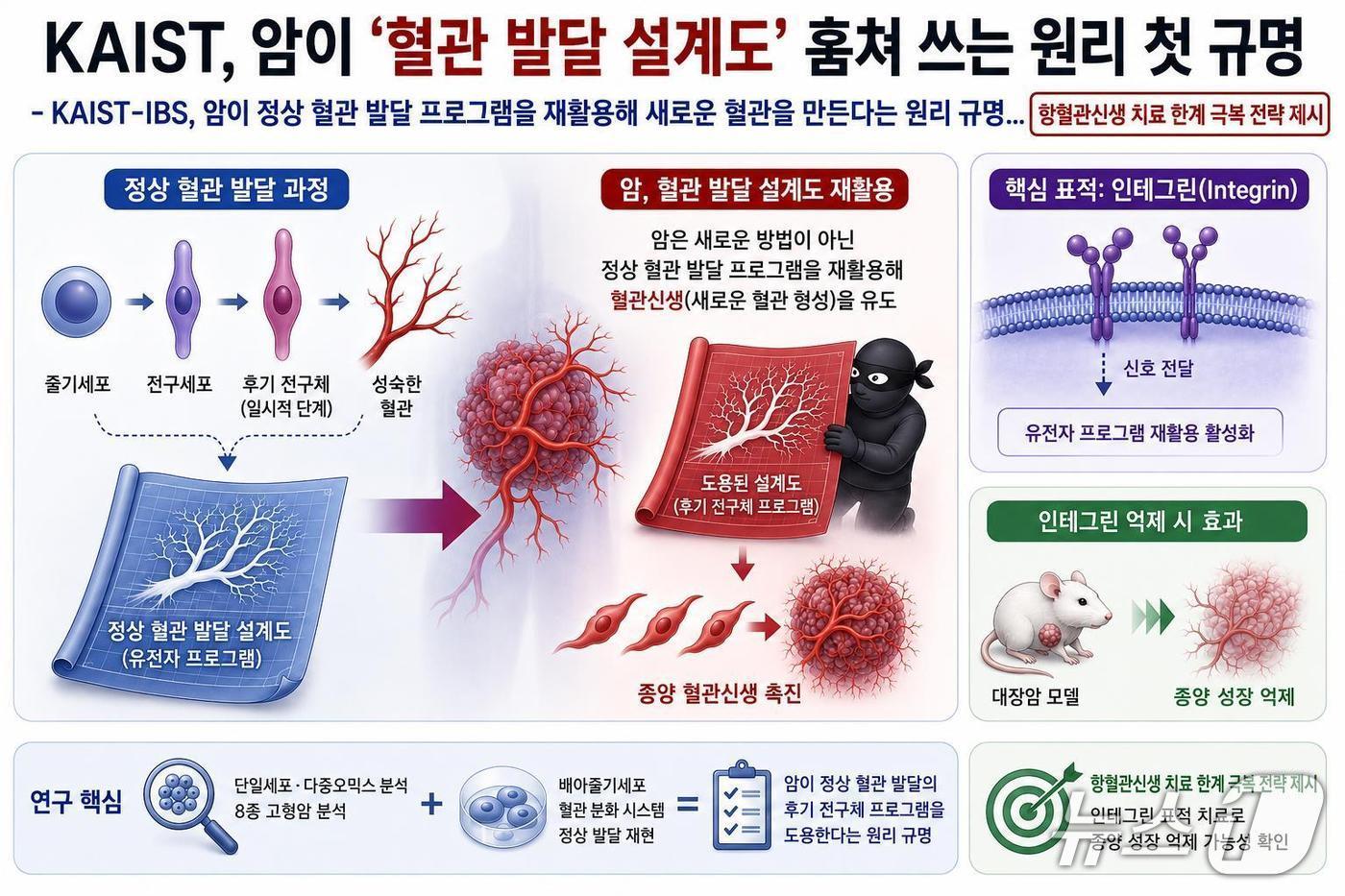 본문 이미지 - 혈관신생 치료 표적 발굴 연구 개요(AI 생성 이미지·KAIST 제공) /뉴스1