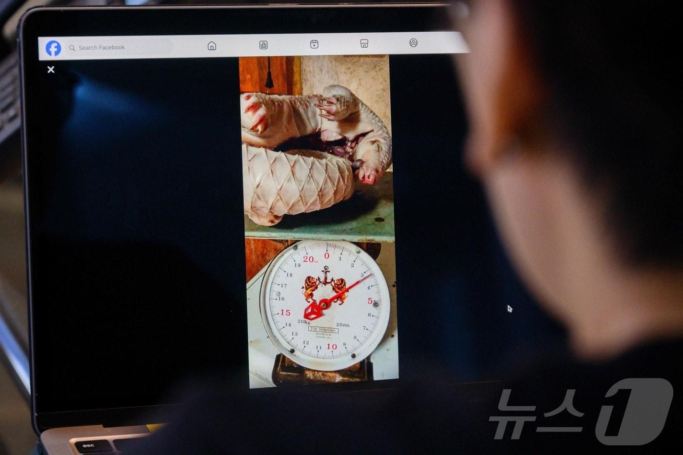 본문 이미지 - 25일(현지시간) 죽은 천산갑을 판매한다는 내용의 글이 페이스북에 게시돼 있다. 2026.06.25. ⓒ AFP=뉴스1