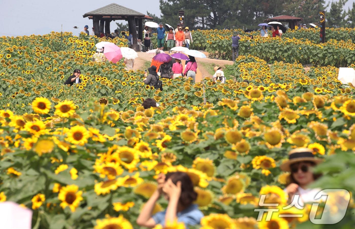 본문 이미지 - 무더위가 기승을 부린 29일 제14회 강주해바라기축제가 열리고 있는 경남 함안군 법수면 강주해바라기마을을 찾은 관광객들이 해바라기를 구경하고 있다. 2026.6.29 ⓒ 뉴스1 윤일지 기자