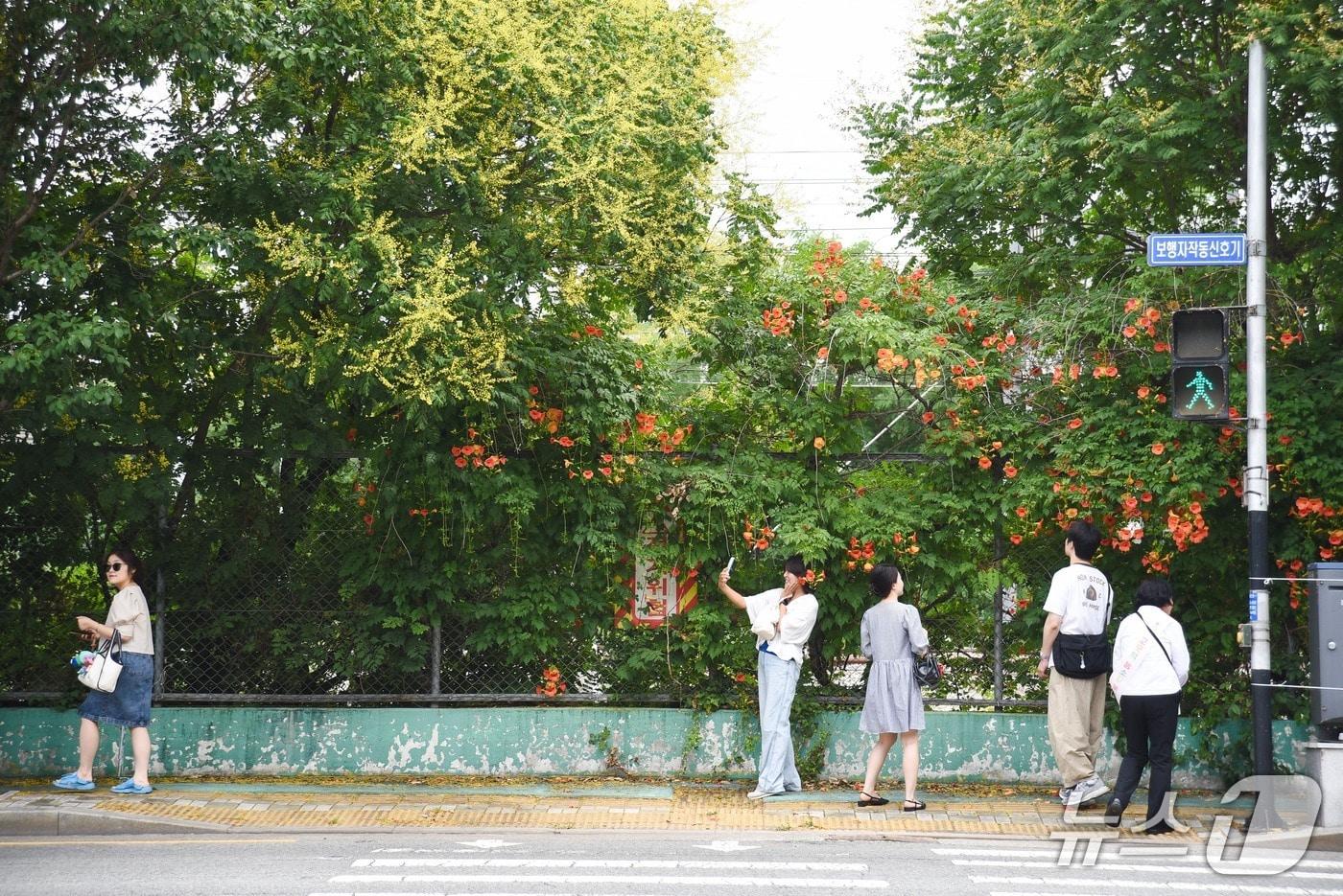 본문 이미지 - 대구 수성구 고모역 일대에 능소화가 피어 있다.(대구 수성문화재단 제공. 재판매 및 DB금지)