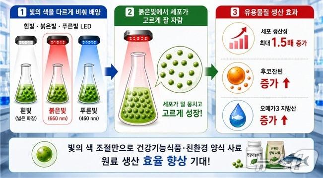 본문 이미지 - 빛의 색에 따른 미세조류 활용 원료 생산성 변화(AI 생성 이미지·한국생명공학연구원 제공) /뉴스1