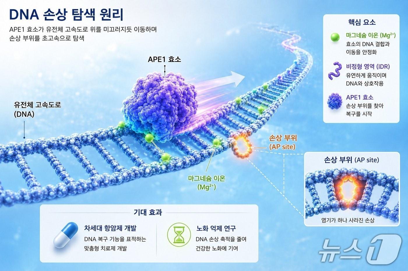 본문 이미지 - DNA 손상이미지(AI생성). (KAIST 제공. 재판매 및 DB금지) 2026.6.4/뉴스1