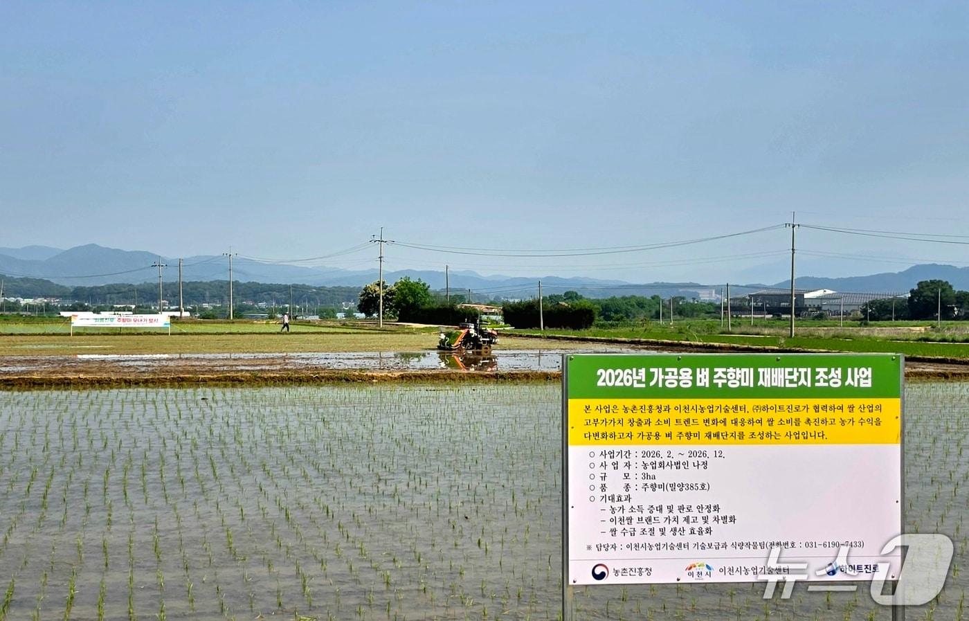 본문 이미지 - 이천시 부발읍 고백리 주향미 재배단지에서 모내기를 하고 있는 모습.(이천시 제공)