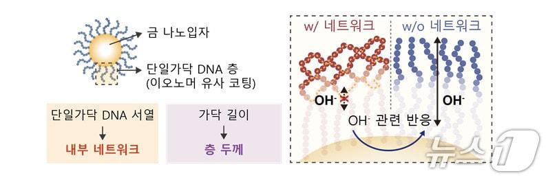 본문 이미지 - 단일가닥 DNA 층을 이용한 촉매 계면 미세환경 조절 모식도. (KAIST 제공. 재판매 및 DB금지) 2026.6.5./뉴스1