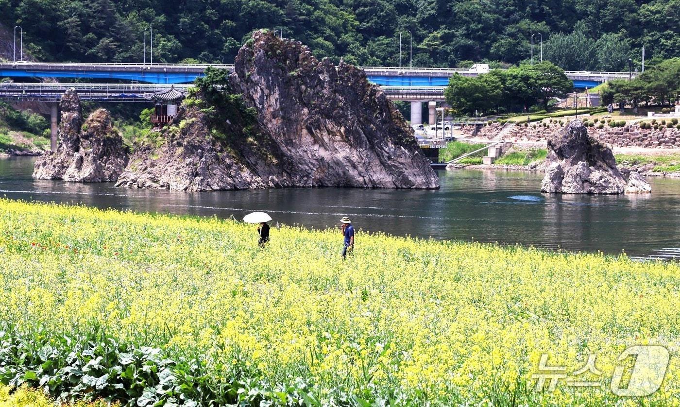 본문 이미지 -  충북 단양군 도담삼봉의 봄꽃.(단양군 제공. 재판매 및 DB 금지)