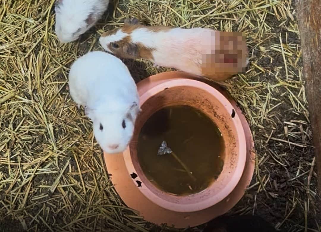 본문 이미지 - 충북 단양의 한 전시 시설에서 교상으로 심한 상처를 입은 기니피그가 방치된 모습(동물자유연대 제공) ⓒ 뉴스1