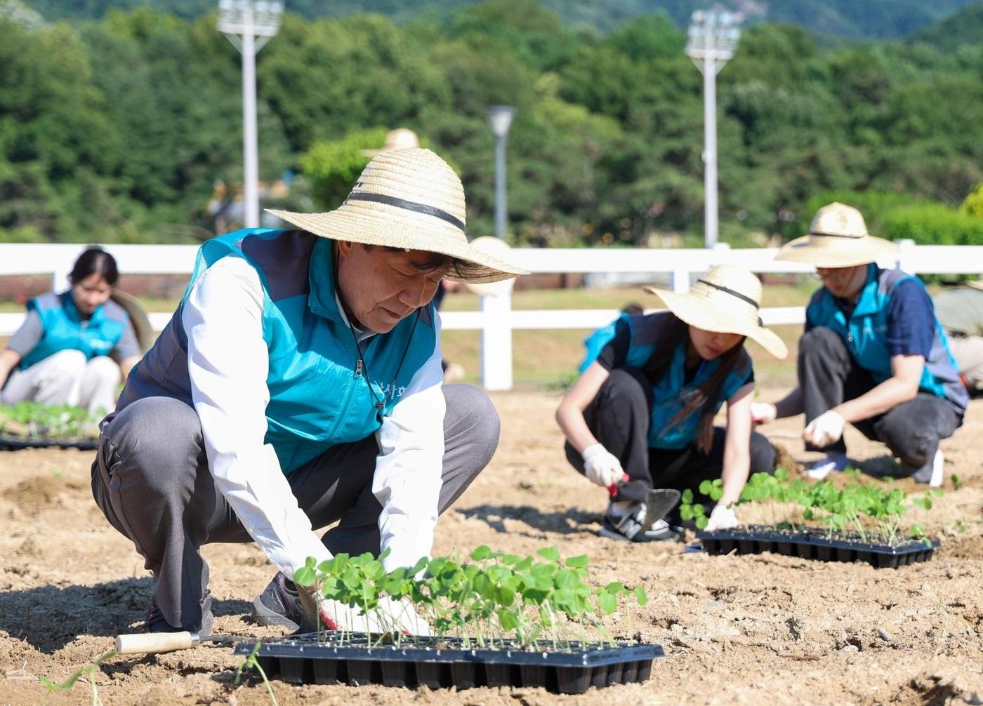 본문 이미지 - 우희종 회장과 임직원 및 경마관계자들이 5일 케나프를 식재하고 있다(한국마사회 제공). ⓒ 뉴스1