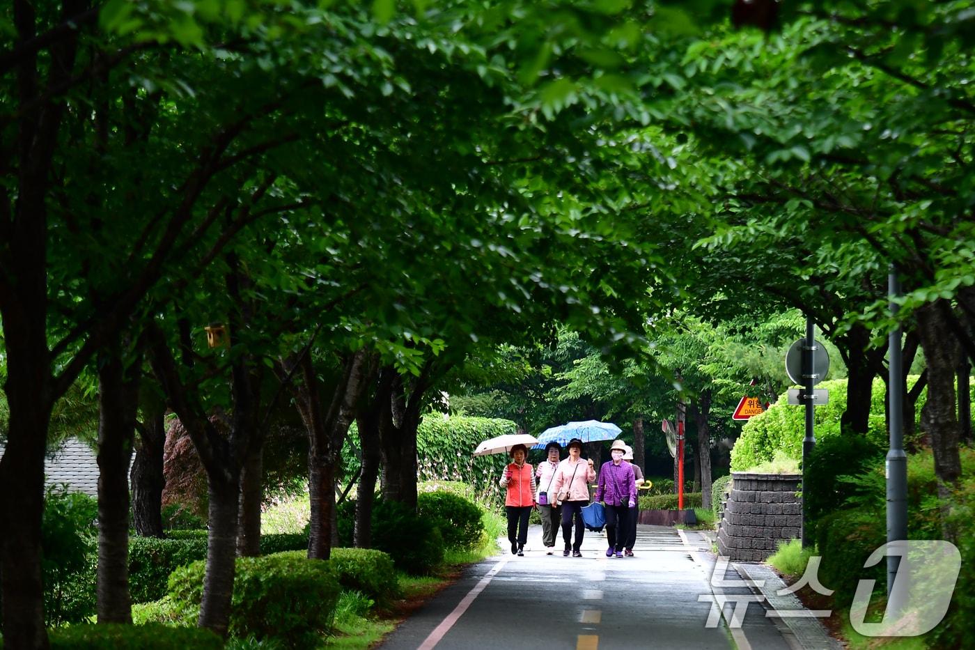 본문 이미지 - 8일 오전 경북 포항시 전역에 비가 내리고 있는 가운데 남구 대잠동 철길 숲에서 우신을 쓴 시민들이 걸어가고 있다. 2026.6.8 ⓒ 뉴스1 최창호 기자