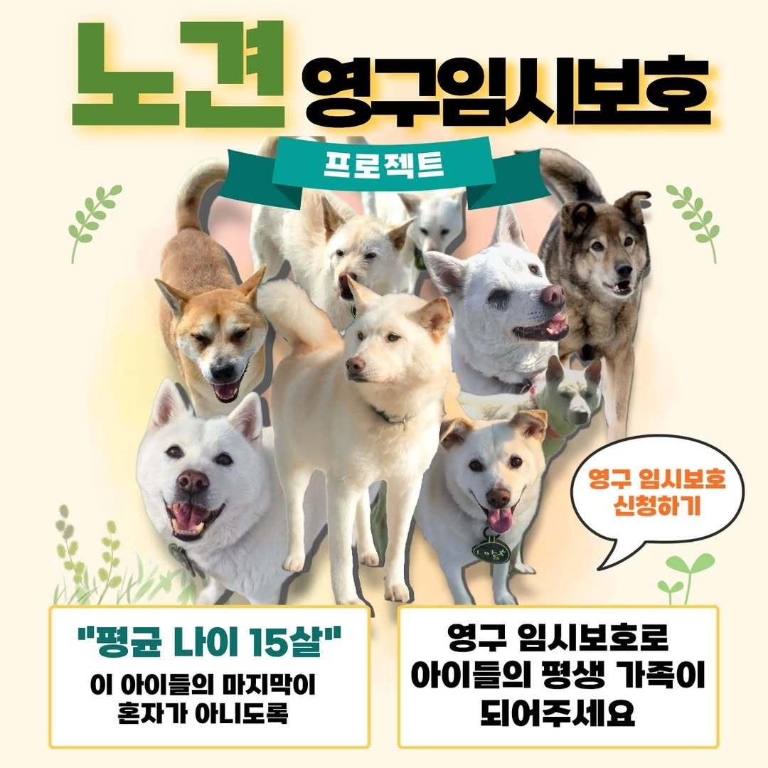 본문 이미지 - 동물보호단체 빅독포레스트가 보호소 노견들의 남은 생을 가정에서 보낼 수 있도록 돕는 '영구 임시보호 프로젝트'를 시작했다(빅독포레스트 공식 인스타그램). ⓒ 뉴스1