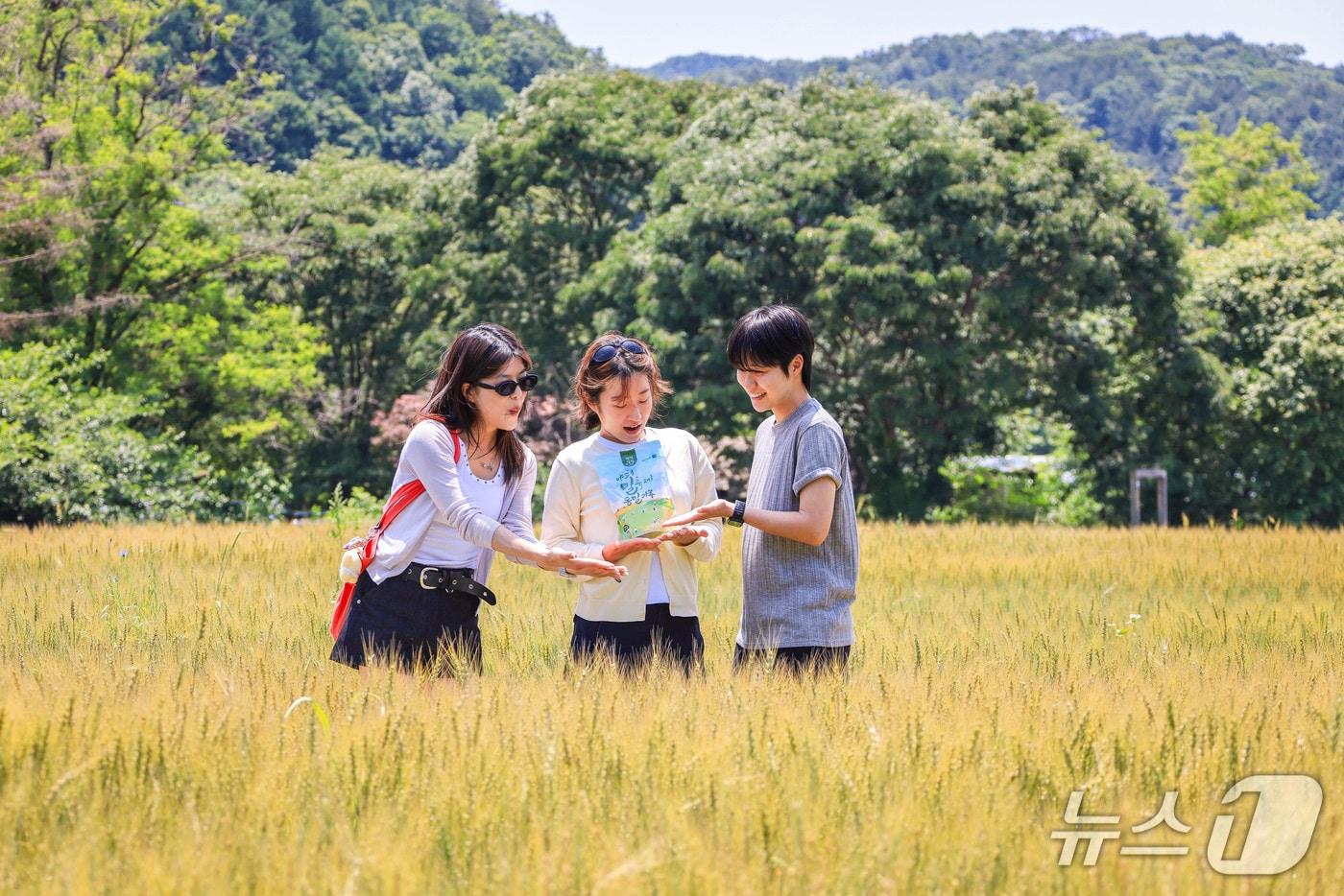 본문 이미지 - 경기 양평 밀 경관 단지.(양평군 제공. 재판매 및 DB 금지)/뉴스1 