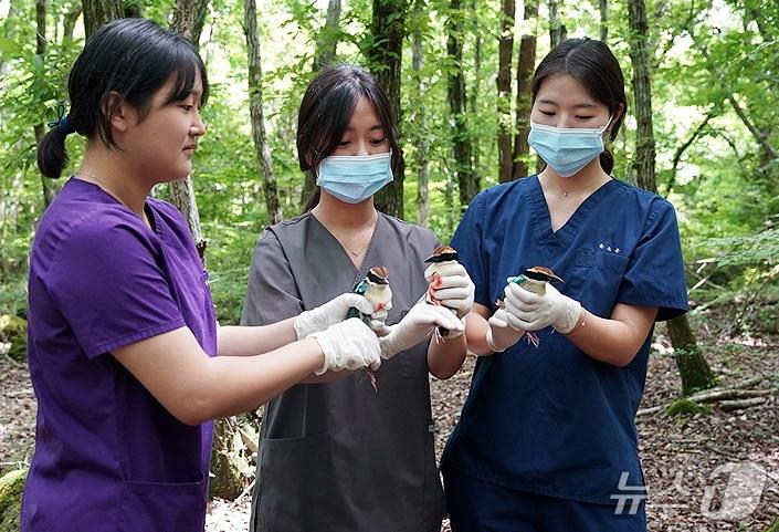 본문 이미지 - 지난 5일 제주시 아라1동 관음사 인근 자연 서식지에 방사되는 팔색조 3마리.(제주대학교 제주야생동물구조센터 제공, 재판매 및 DB 금지)