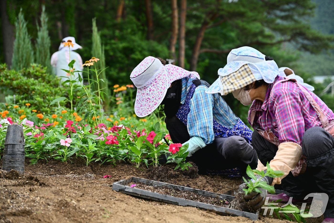 본문 이미지 - 지난해 여름꽃 식재 사진.(속초시 제공, 재판매 및 DB 금지) 2026.6.8/뉴스1