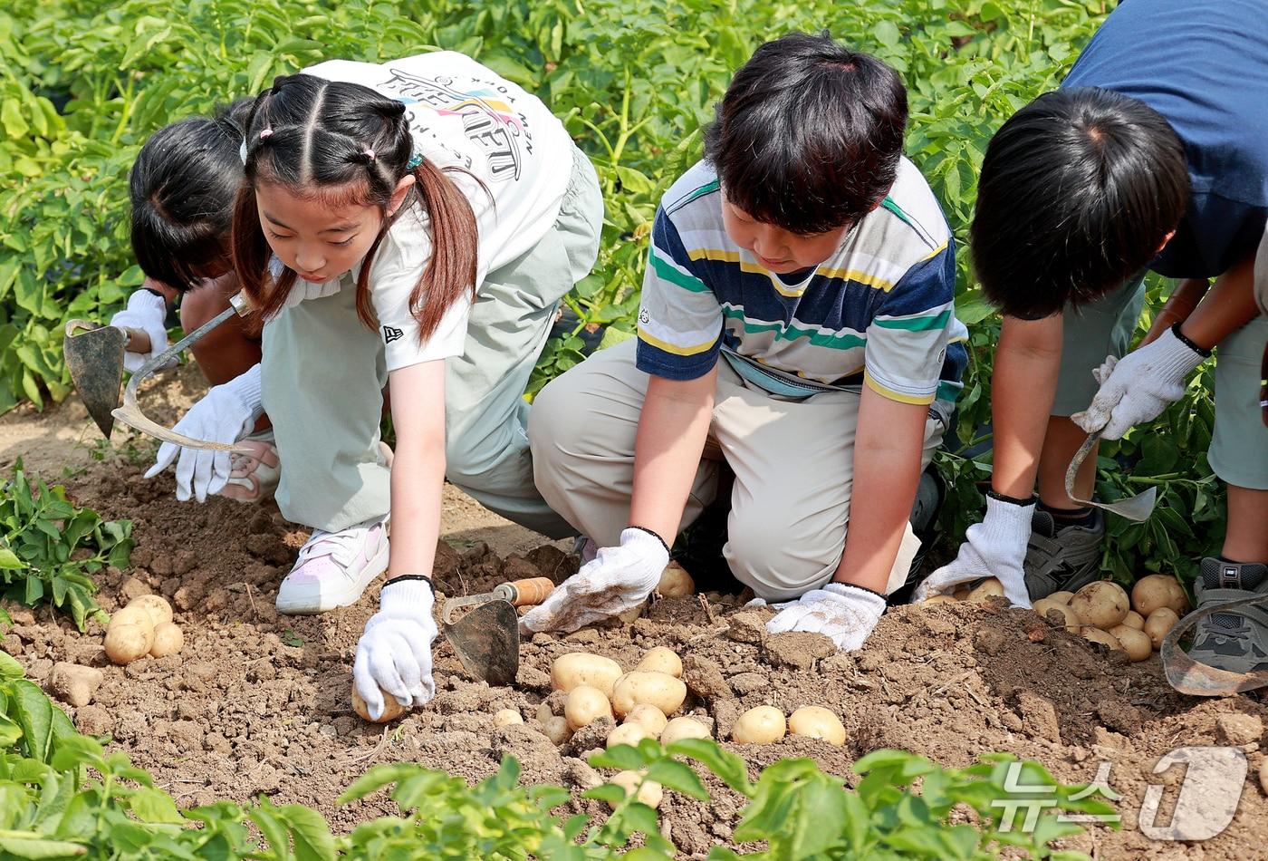 본문 이미지 - 괴산 감물감자축제서 감자 캐기 체험하는 아이들.(괴산군 제공. 재판매 및 DB금지)/뉴스1