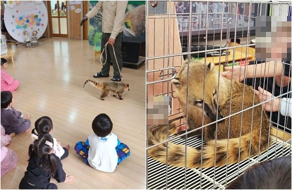 본문 이미지 - 법 개정 이후에도 어린이집과 유치원을 중심으로 이동동물원 영업이 지속되고 있다(어웨어 제공). ⓒ 뉴스1