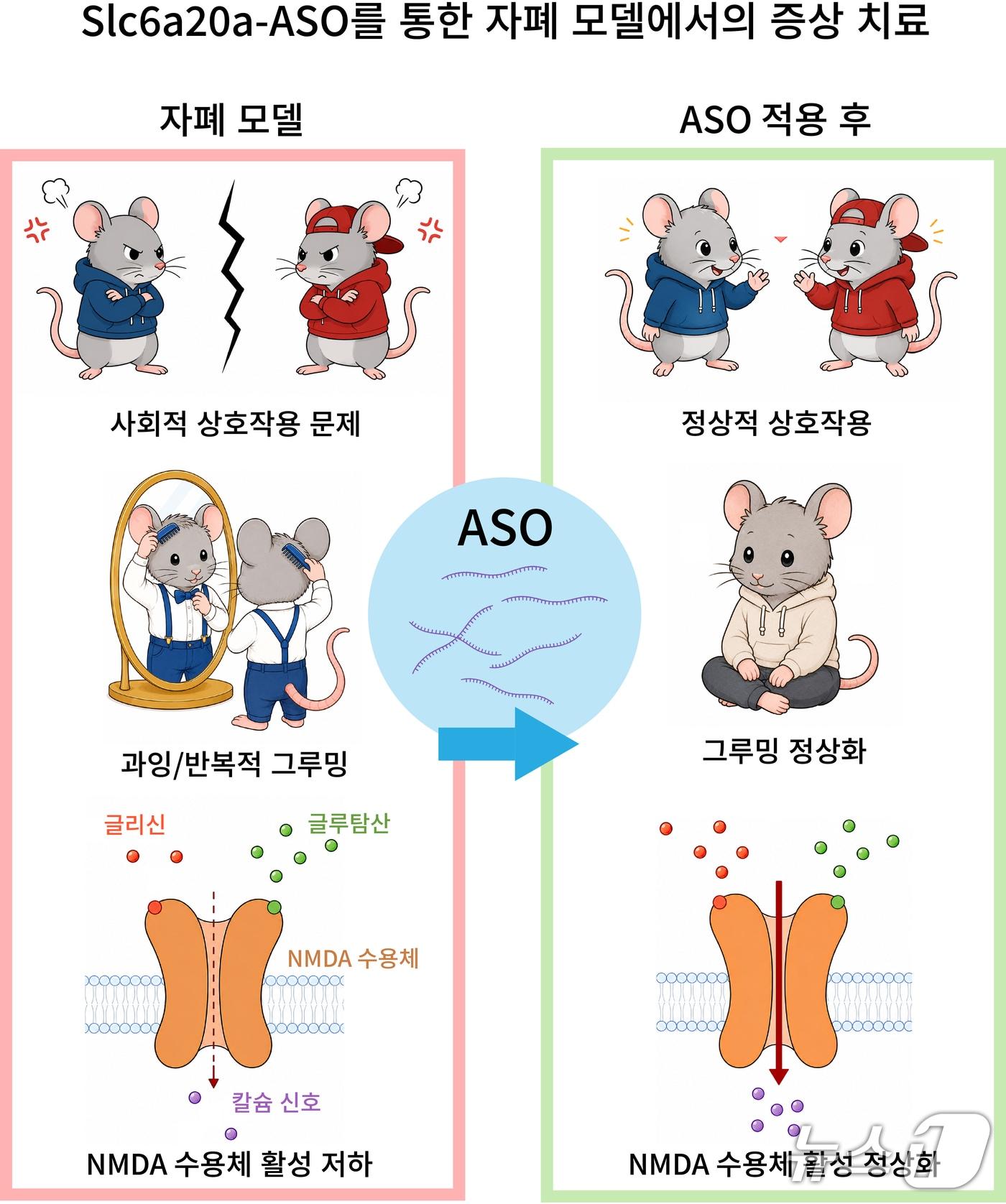 본문 이미지 - 글리신 조절 약물(Slc6a20a-ASO)에 의한 자폐 스펙트럼 장애 모델의 증상 치료 연구 개요(IBS 제공) /뉴스1