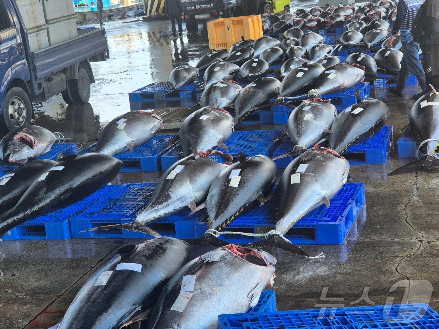 본문 이미지 - 9일 오후 강원 강릉시 주문진항 위판장에 정치망 어선이 조업 중 잡아 올린 대형 참다랑어가 위판을 위해 놓여 있다. 이날 주문진항에서는 최대 길이 2m, 무게 140㎏에 달하는 참다랑어 170여 마리가 한꺼번에 위판돼 눈길을 끌었다. 2026.6.9 ⓒ 뉴스1 윤왕근 기자