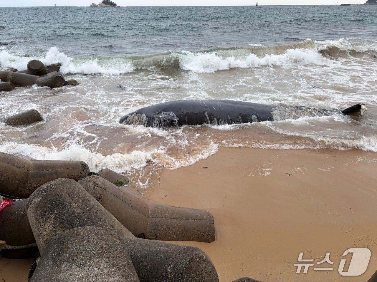 본문 이미지 - 지난 7일 강원 속초 청호동 방파에 인근 해변에 떠밀려온 고래 사체.(속초해경 제공, 재판매 및 DB 금지) 2026.6.9/뉴스1