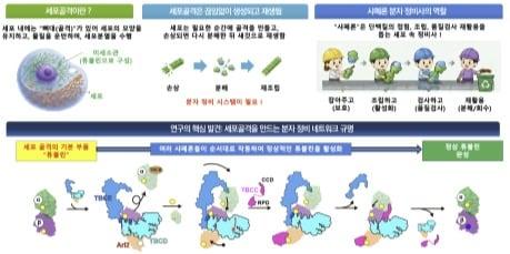 본문 이미지 - 세포의 뼈대를 재생하는 '샤페론 조절인자'의 원리 규명.(과기정통부 제공)