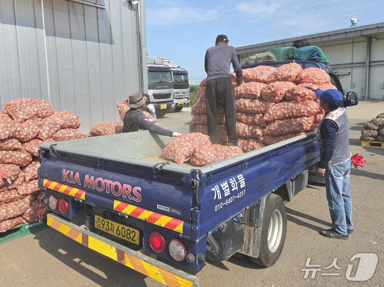 본문 이미지 - 30일 가의도에서 수확한 육쪽마늘을 농민들에게 나눠주는 모습.(태안군 제공. 재판매 및 DB금지)/뉴스1